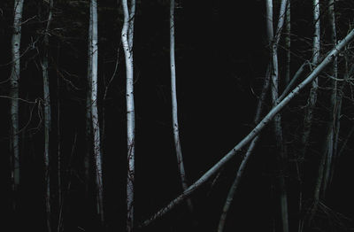 Bare trees in forest at night