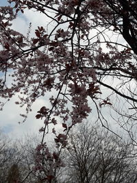 Low angle view of cherry blossom against sky