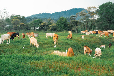 Cows grazing on a green field in a village in a tropical country.