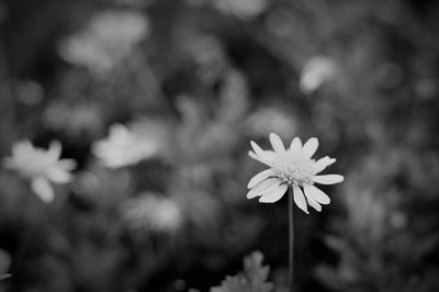 Close-up of white flowers blooming outdoors