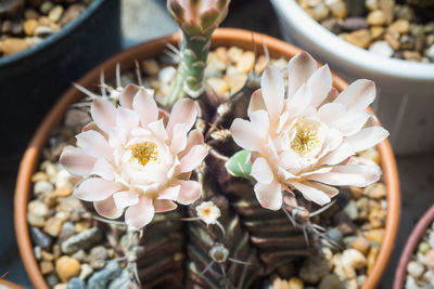 High angle view of succulent plant in flower pot