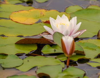 water lily