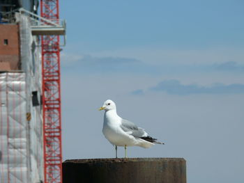 Seagull perching on wood against sky