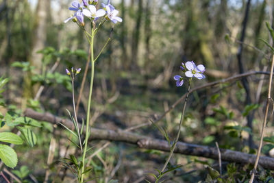 Close-up of purple flowering plant on field