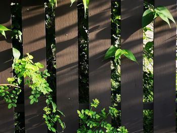 Close-up of ivy growing on fence