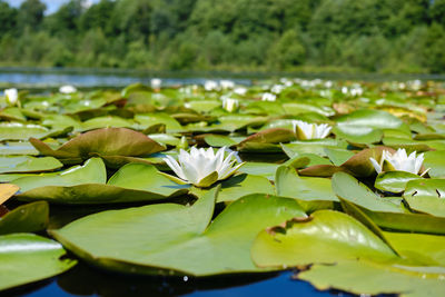 Lotus water lily in lake