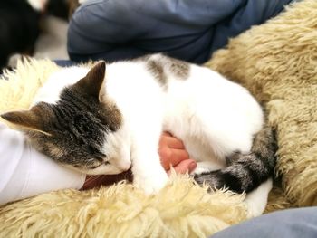 Close-up of cat sleeping