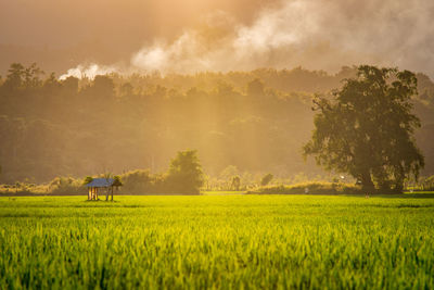 Scenic view of agricultural field against sky