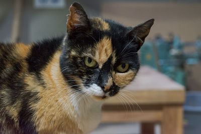 Close-up portrait of a cat