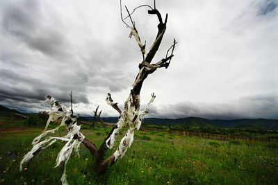 Plants on field against sky