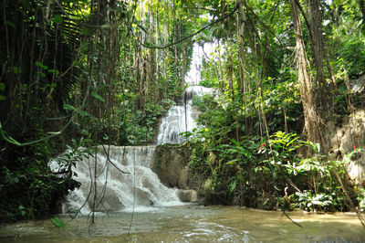 Scenic view of waterfall in forest