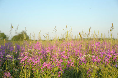 Purple flowering plants on field against sky