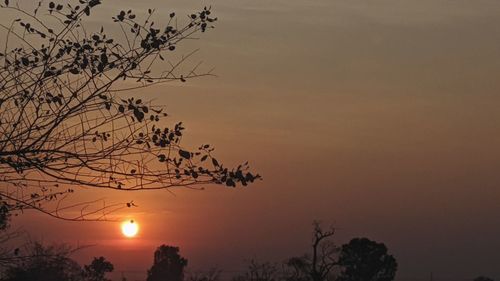 Low angle view of silhouette tree against orange sky