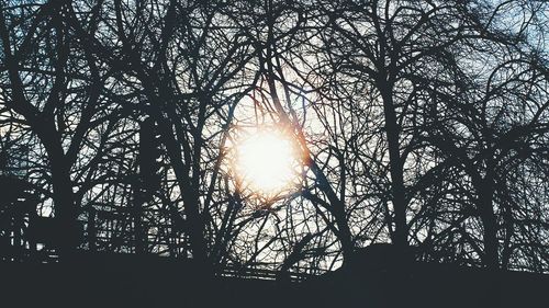 Silhouette of trees at sunset