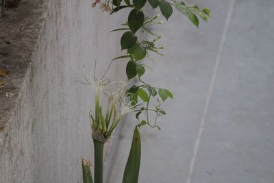 Close-up of plant