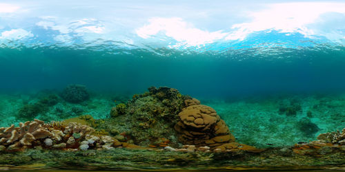 View of coral swimming in sea