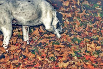 Close-up of dog during autumn