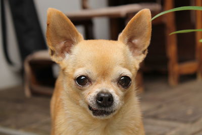 Close-up portrait of dog