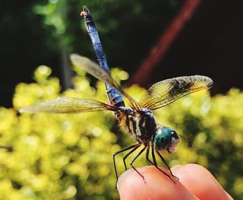 Close-up of insect on hand
