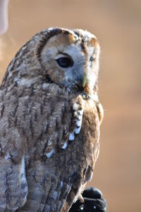 Close-up portrait of owl