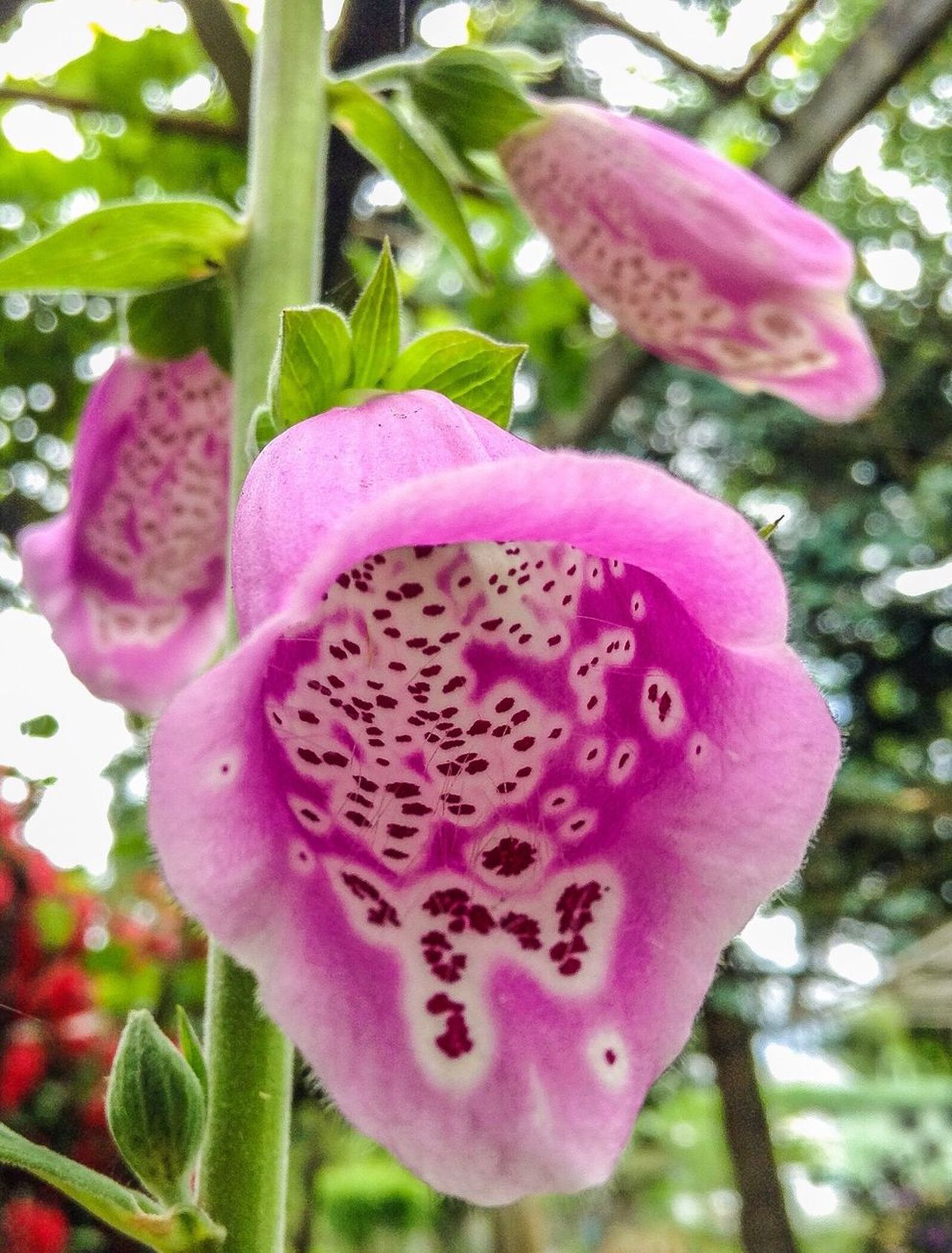 Foxglove