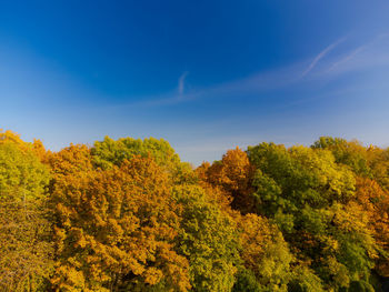 Yellow plants against sky during autumn