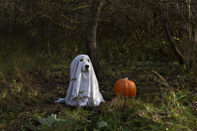 Disguised dog for halloween