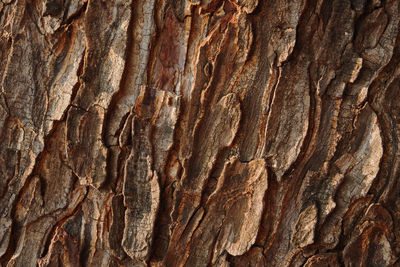 Full frame shot of tree trunk