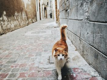 Portrait of cat walking in alley