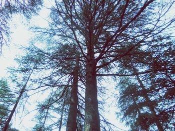 Low angle view of trees in forest against sky