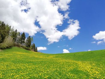 Scenic view of grassy field against sky