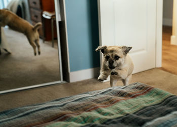 Dog jumping on bed at home