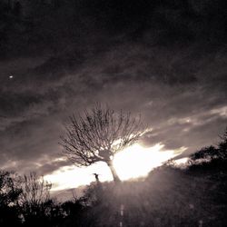 Low angle view of silhouette bare trees against sky