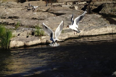 Seagulls flying over sea shore