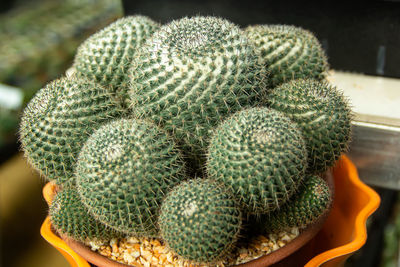 Close up thorny cactus in garden