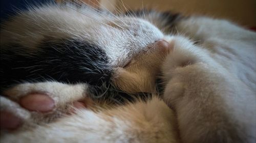 Close-up of cat sleeping