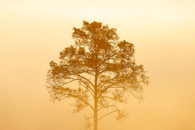 Silhouette tree against orange sky