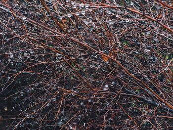 Close-up of forest