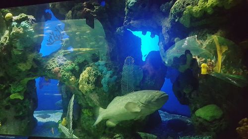 Close-up of fish swimming in aquarium