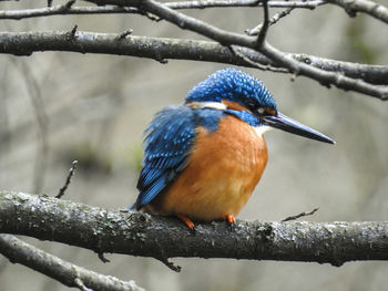 Close-up of bird perching on tree