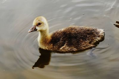 High angle view of duck swimming in lake