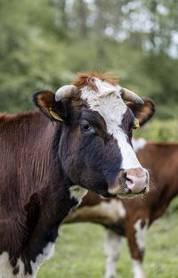 Portrait of cow standing on field