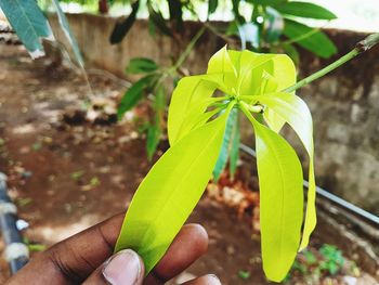 Close-up of hand holding plant