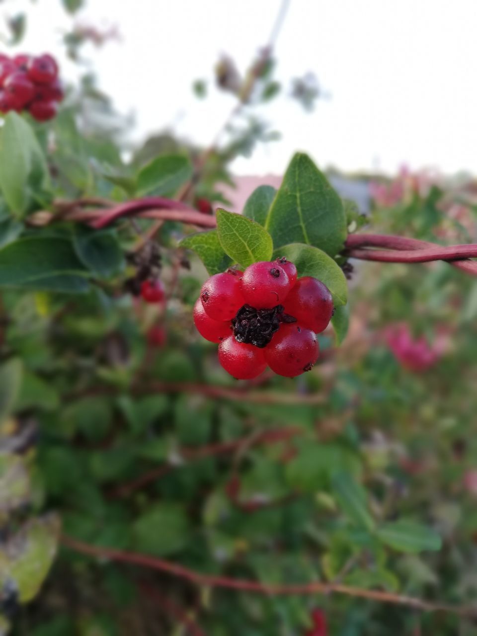 CLOSE-UP OF STRAWBERRY ON PLANT