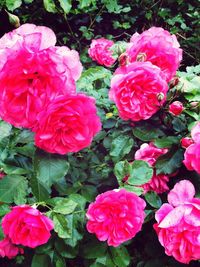 Close-up of pink rose