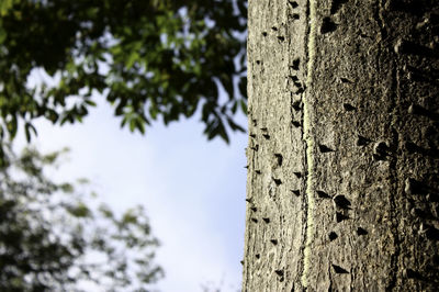 Close-up of tree trunk against sky