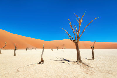 Dead vlei in naukluft national park, namibia, taken in january 2018