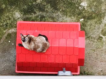 Dog on red brick wall