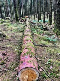 View of tree trunks in forest