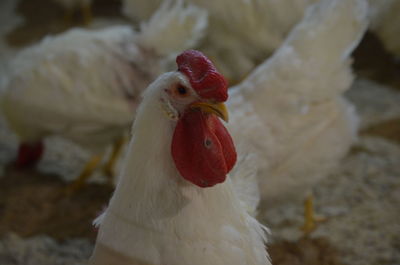 White rooster close-up